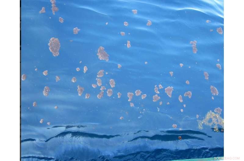 New Study Reveals Deepwater Horizon Oil Persists in Gulf Fish Livers and Ocean Floor