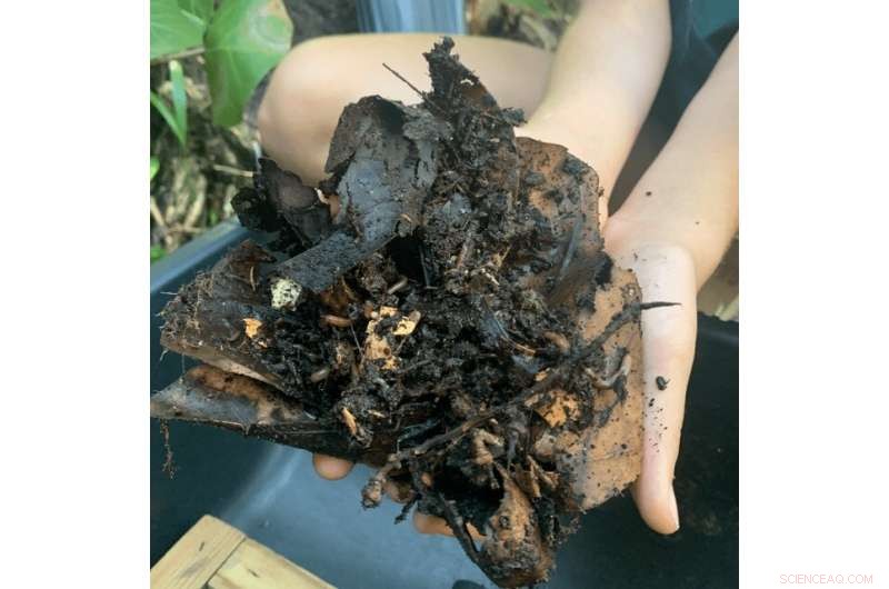 Adopt Green Habits at Home for a Brighter Future