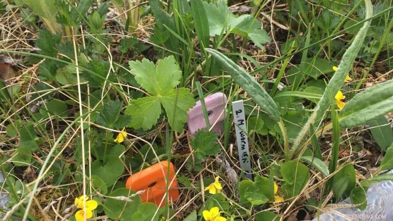 New Study Reveals Why Arctic Soils Cycle Nutrients Slowly