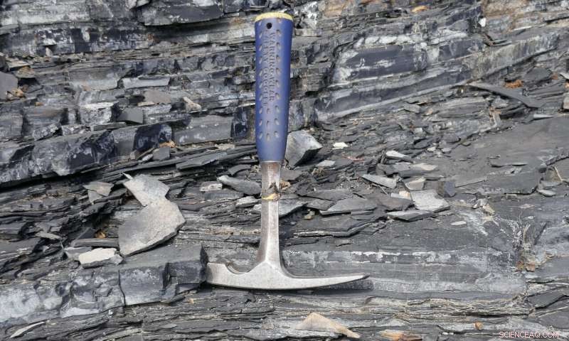 New Study Links Ocean Deoxygenation to Ancient Mass Extinction