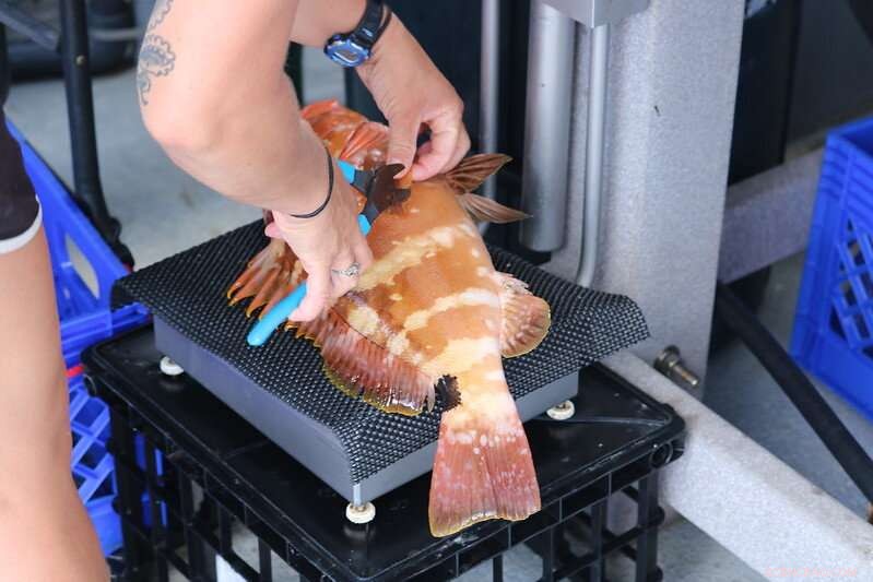 First Gulf-Wide Oil Pollution Survey Concludes a Decade After Deepwater Horizon