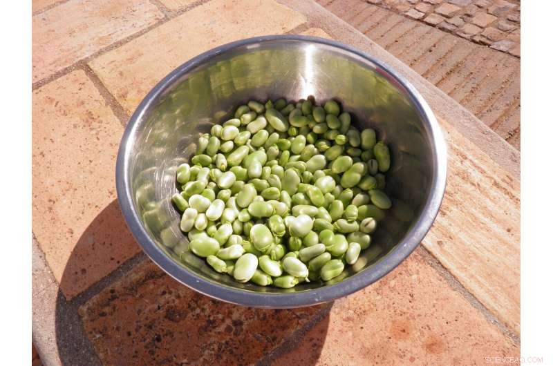 Fava Beans: A Sustainable Protein Alternative to Soy