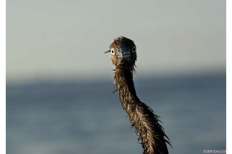 Sparkling waters mask long‑term harm from the 2010 Deepwater Horizon oil spill