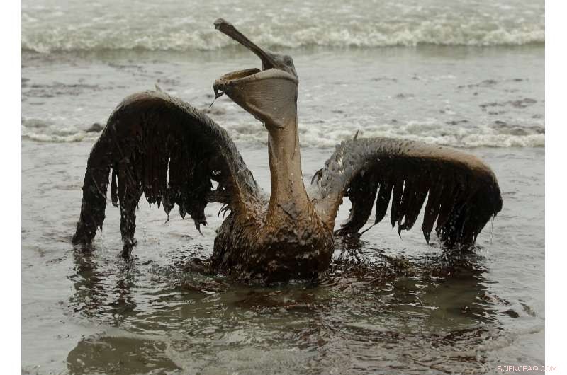Sparkling waters mask long‑term harm from the 2010 Deepwater Horizon oil spill