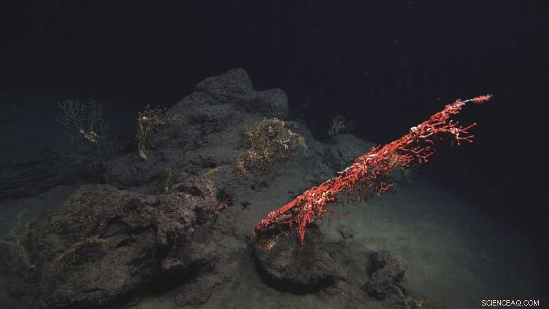 Sparkling waters mask long‑term harm from the 2010 Deepwater Horizon oil spill
