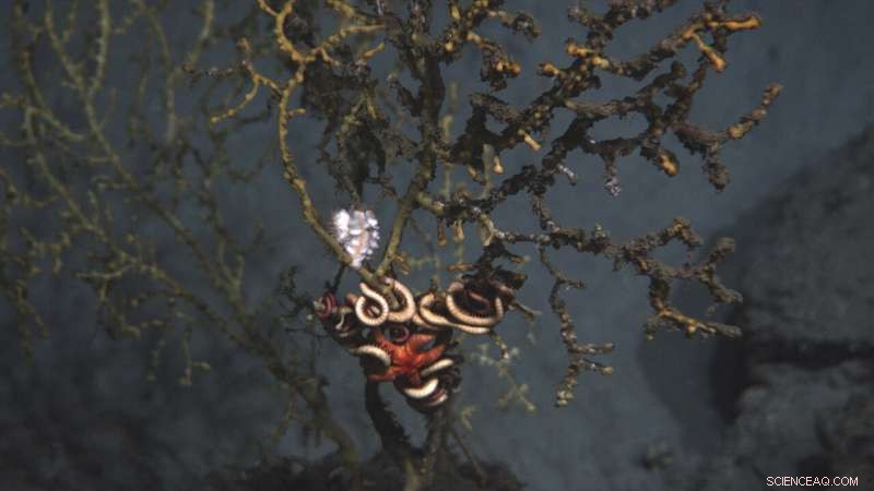 Sparkling waters mask long‑term harm from the 2010 Deepwater Horizon oil spill