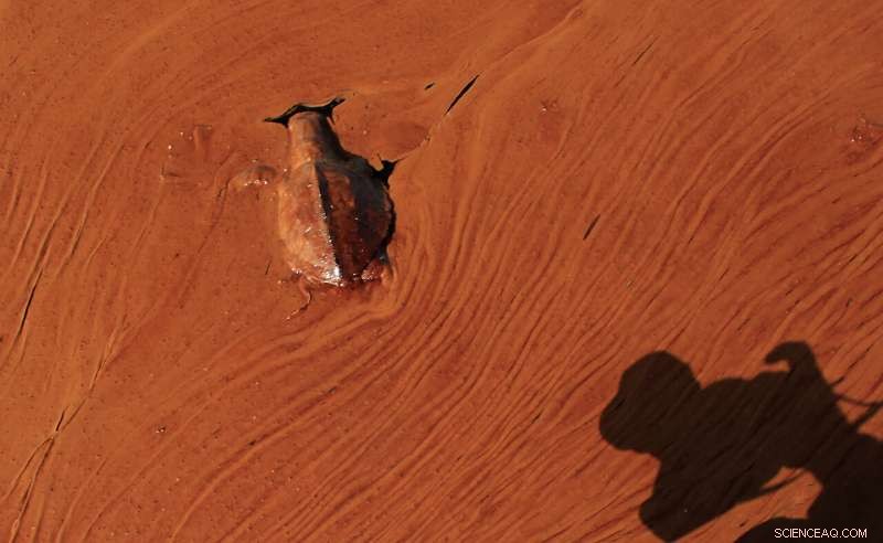 Sparkling waters mask long‑term harm from the 2010 Deepwater Horizon oil spill