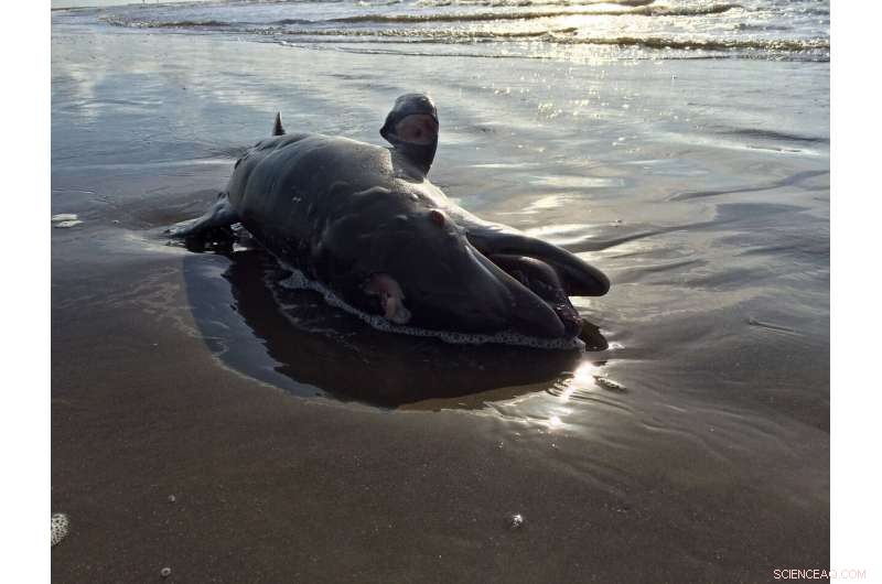 Sparkling waters mask long‑term harm from the 2010 Deepwater Horizon oil spill