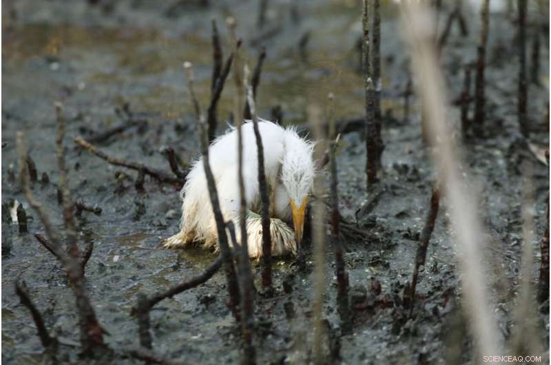 Sparkling waters mask long‑term harm from the 2010 Deepwater Horizon oil spill