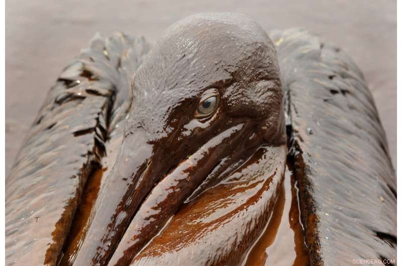 Sparkling waters mask long‑term harm from the 2010 Deepwater Horizon oil spill