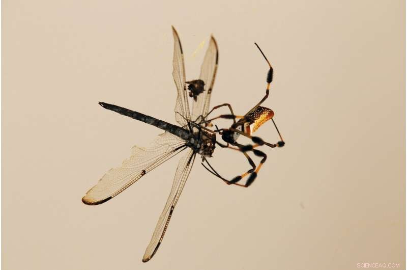 Sparkling waters mask long‑term harm from the 2010 Deepwater Horizon oil spill