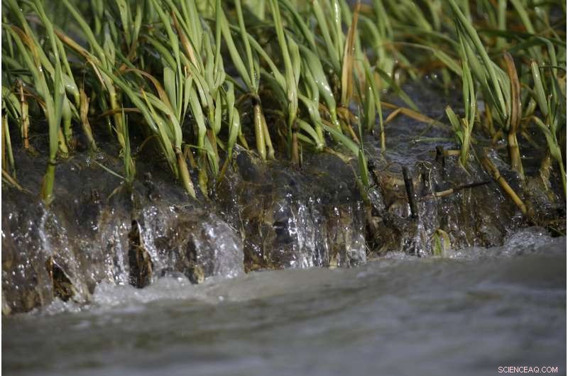 Sparkling waters mask long‑term harm from the 2010 Deepwater Horizon oil spill