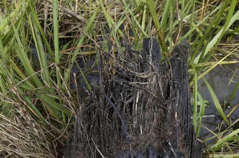 Sparkling waters mask long‑term harm from the 2010 Deepwater Horizon oil spill