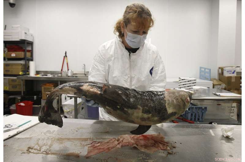 Sparkling waters mask long‑term harm from the 2010 Deepwater Horizon oil spill