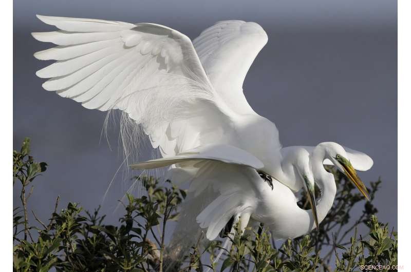 Sparkling waters mask long‑term harm from the 2010 Deepwater Horizon oil spill