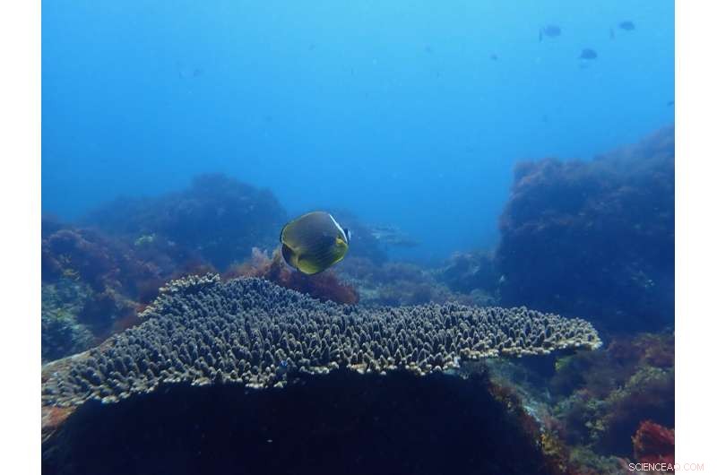 High CO₂ Levels Threaten Marine Habitats and Fish Communities