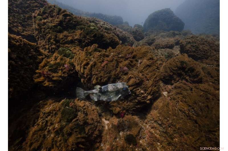 High CO₂ Levels Threaten Marine Habitats and Fish Communities