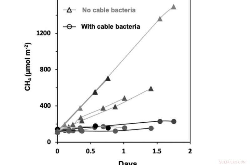 How Cable Bacteria Slash Methane and CO₂ Emissions in Rice Paddies