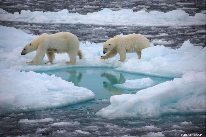 North Pole to Become Ice‑Free in Summer: Climate and Wildlife Implications