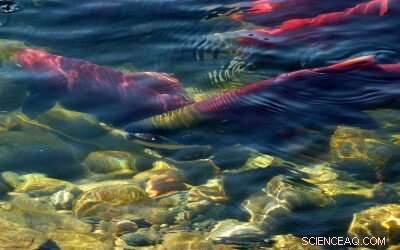 Blob’s Return Could Amplify Climate Change Effects on Northeast Pacific Fisheries