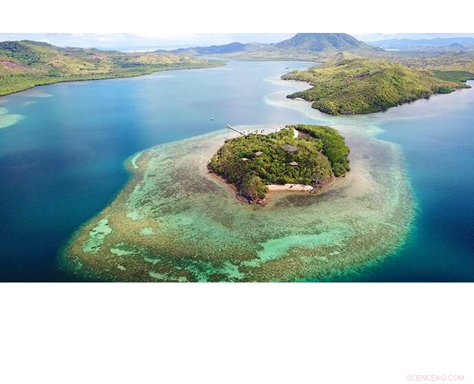 Harnessing AI to Restore Coral Reefs