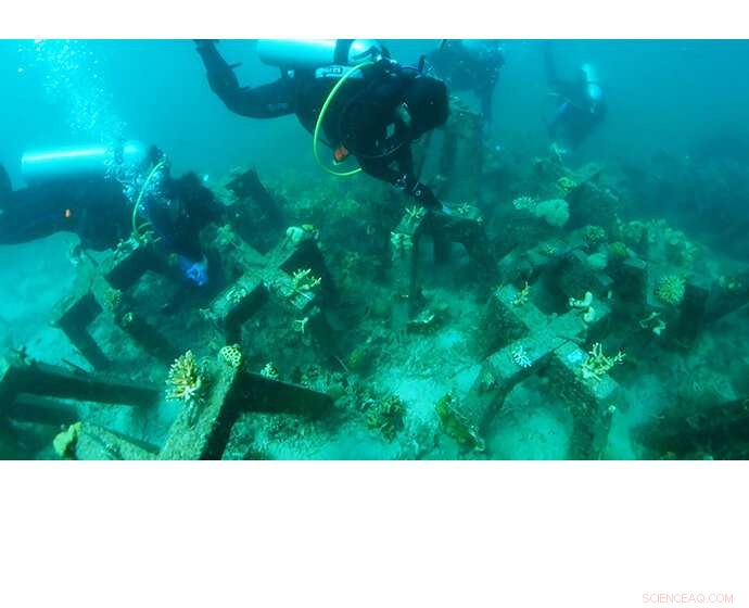 Harnessing AI to Restore Coral Reefs