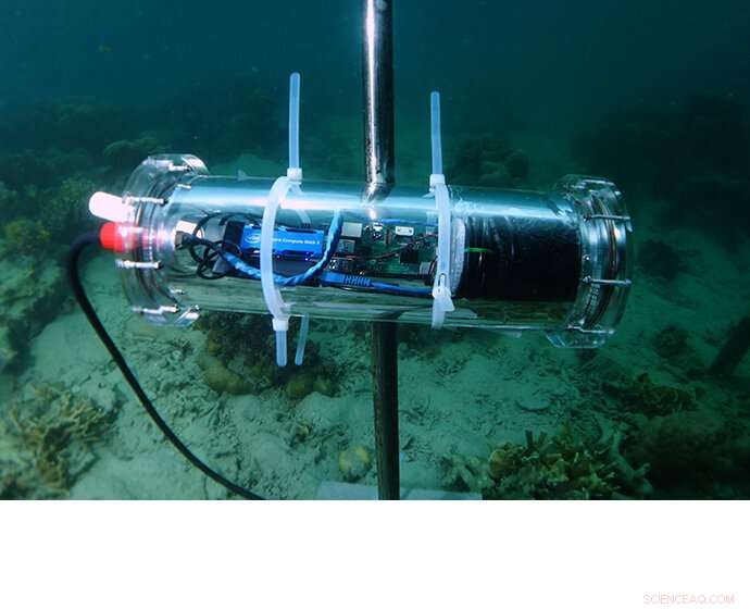 Harnessing AI to Restore Coral Reefs