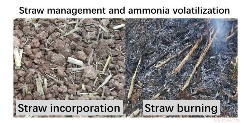 Shredded Straw: Boosting Soil Fertility While Cutting Ammonia Emissions
