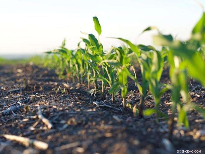 Atrazine Regulations: How They Shape Environmental Health