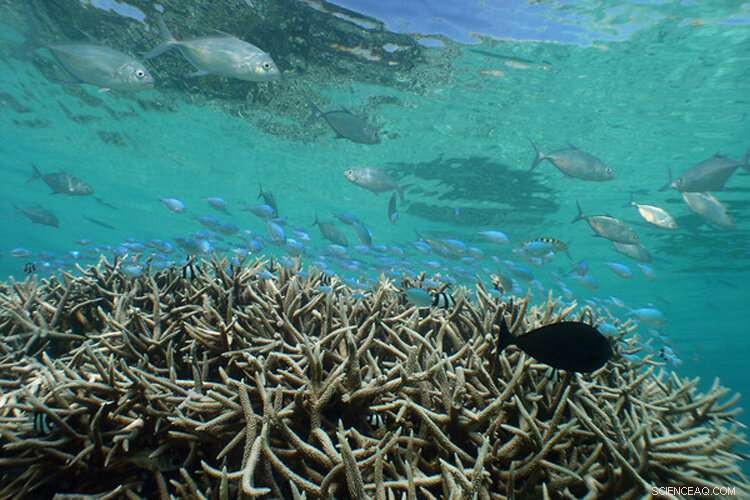 Local Human Activities Triggered Caribbean Coral Reef Decline in the 1950s–1960s