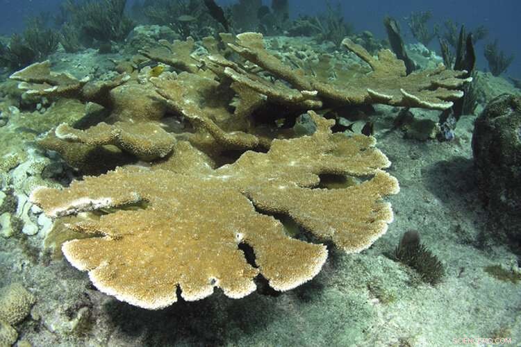 Local Human Activities Triggered Caribbean Coral Reef Decline in the 1950s–1960s