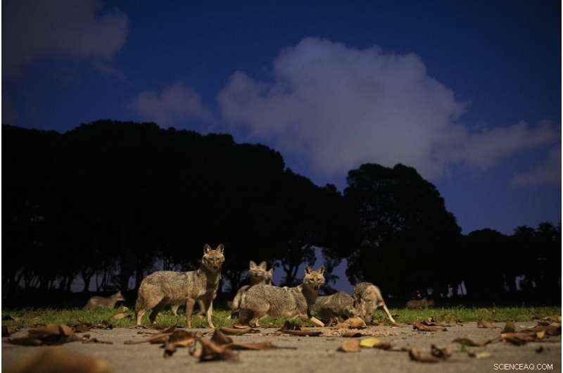 When People Stay Home, Earth s Environment Improves: Cleaner Air & Wilder Nature