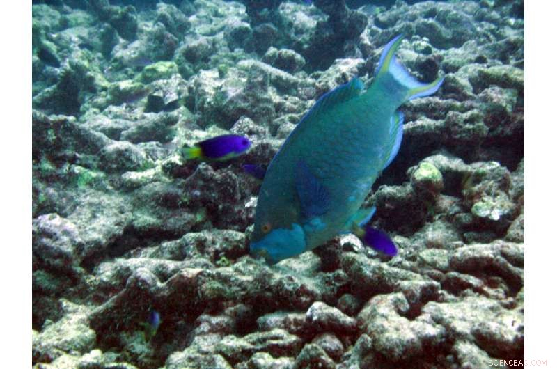 Rising Temperatures Threaten Decades of Marine Protected Area Conservation