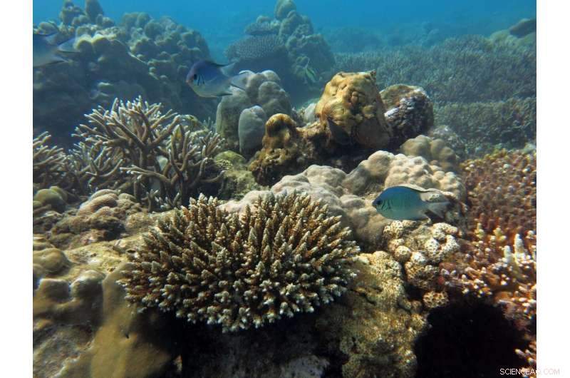 Rising Temperatures Threaten Decades of Marine Protected Area Conservation