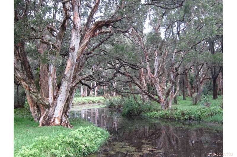Botany Bay’s Botanical Legacy Threatened by Colonial Development