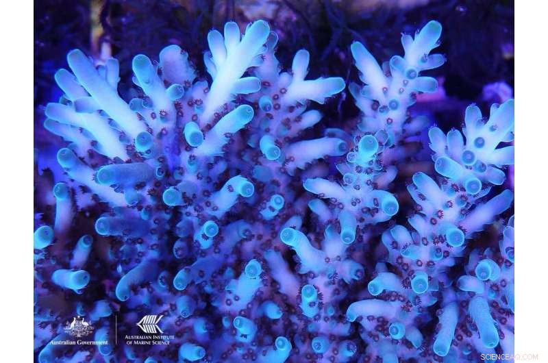 If We Can Land on the Moon, We Can Restore the Great Barrier Reef