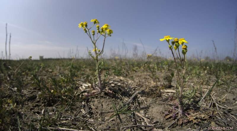 Germany Calls for Rain to End Third Consecutive Summer Drought