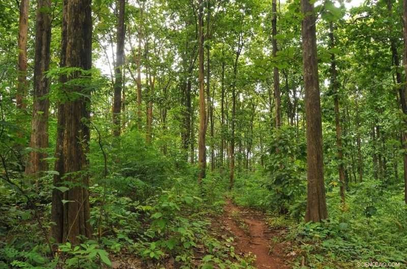 Researchers Decode Drought History Using Teak Tree Rings in Southern Myanmar