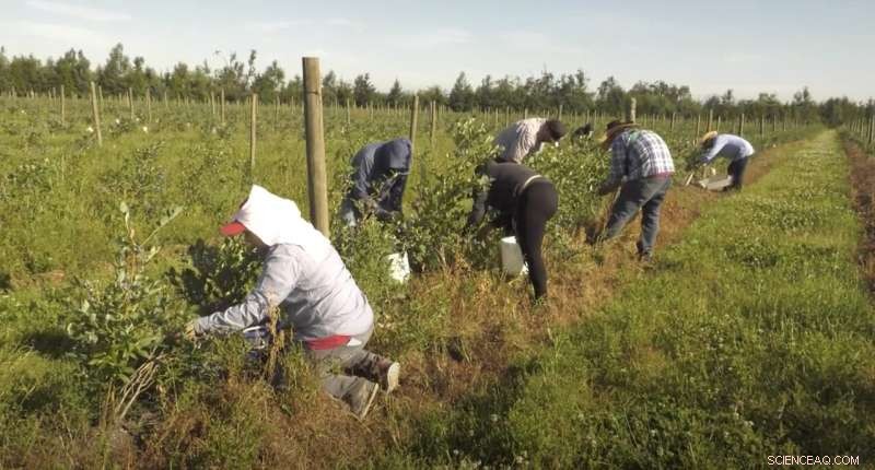 US Farm Workers Will Face Double the Number of Unsafe Heat Days by 2050