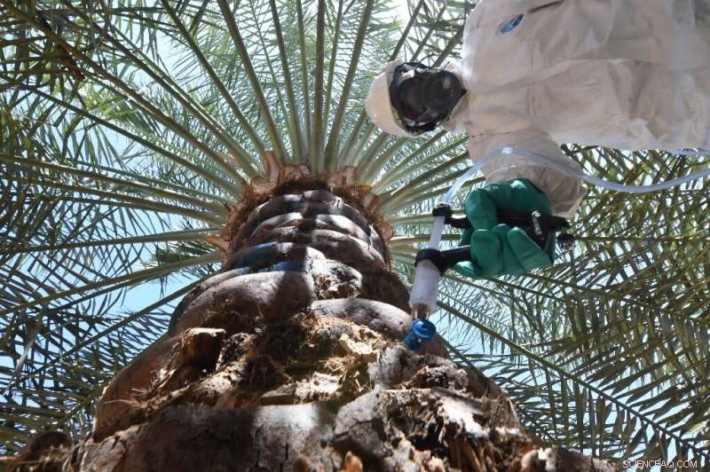 UAE Launches Comprehensive Campaign Against Red Weevil Threatening Date Palms