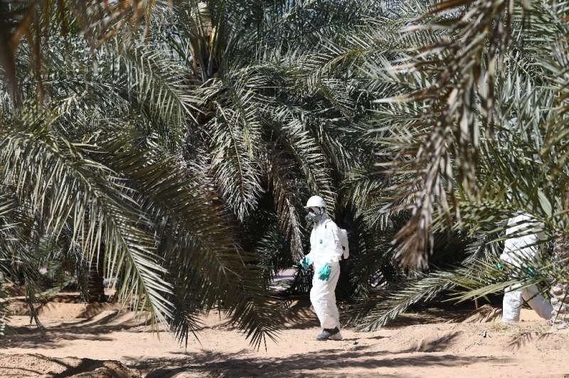 UAE Launches Comprehensive Campaign Against Red Weevil Threatening Date Palms