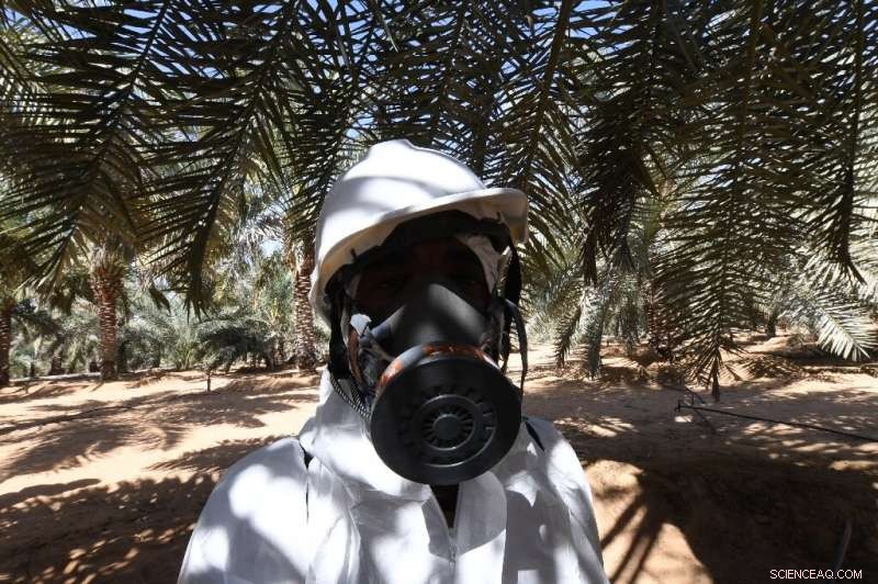 UAE Launches Comprehensive Campaign Against Red Weevil Threatening Date Palms