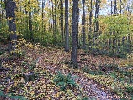 USDA Forest Service Releases State‑by‑State Carbon Emissions and Removal Data