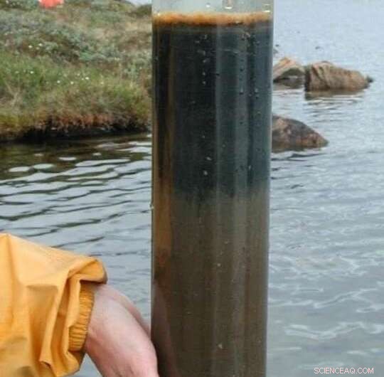 Lakes Triple Carbon Sequestration in Response to Human‑Driven Nutrient Cycle Disruption