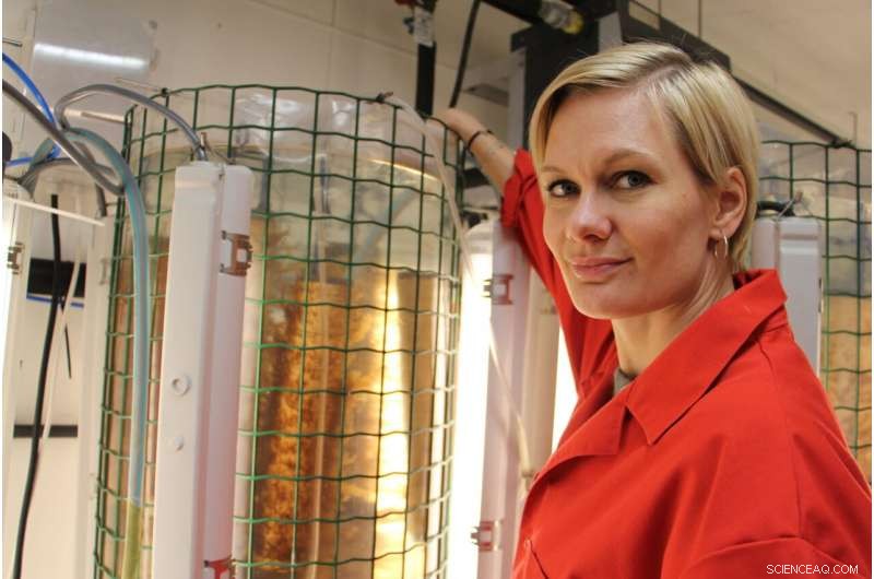 Seaweed: A Key Profit Driver in the Green Transition