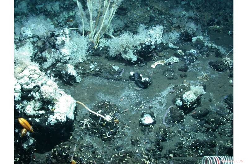 Bubbling Life: Deep-Seated Petroleum Fuels Seafloor Ecosystems
