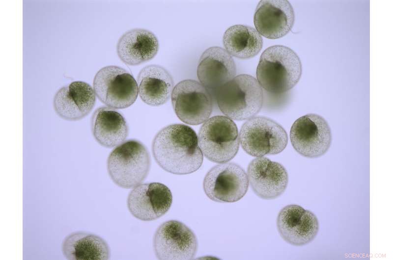 Melting Ice Caps Amplify Harmful Algal Blooms in the Arabian Sea