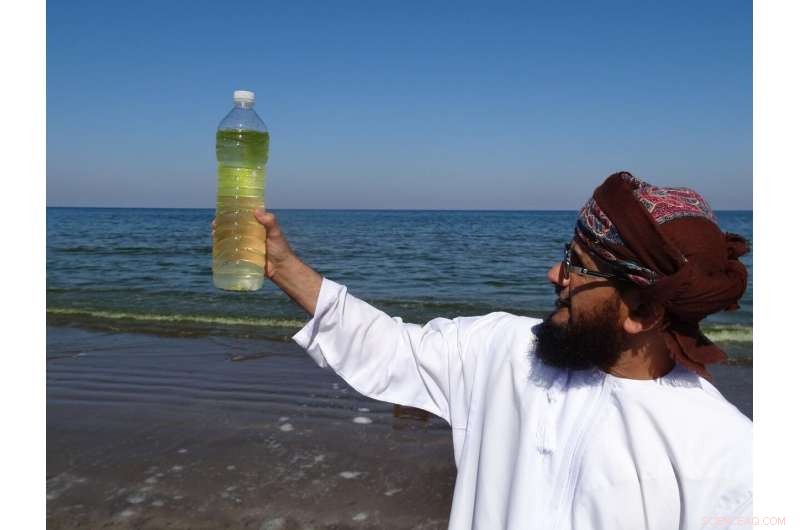 Melting Ice Caps Amplify Harmful Algal Blooms in the Arabian Sea