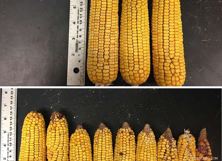Climate Shift: Warming Midwest Drives Corn and Soybean Production Northward