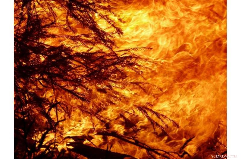 Logging Amplifies Severity of Recent Australian Wildfires, Study Finds